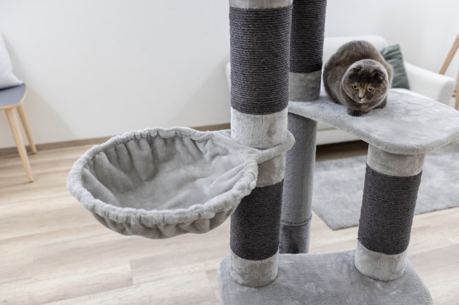 ARBRE DE CAT BENJI – Image 6