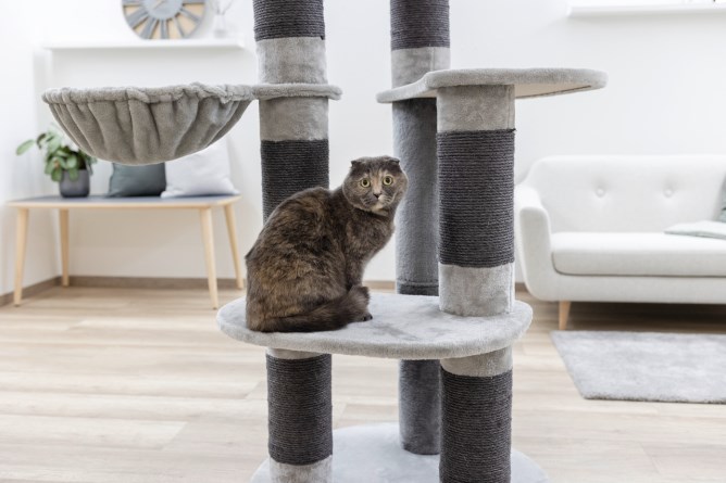 ARBRE DE CAT BENJI – Image 8